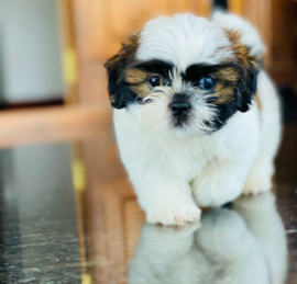 Teddy Bear Puppies For Sale - Pilesgrove Pups